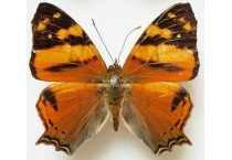 HYPANARTIA LETHE 